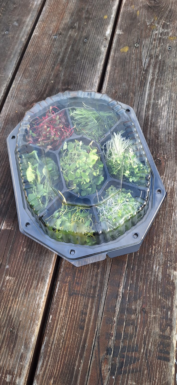 Verpackte Microgreens bereit für Lieferung